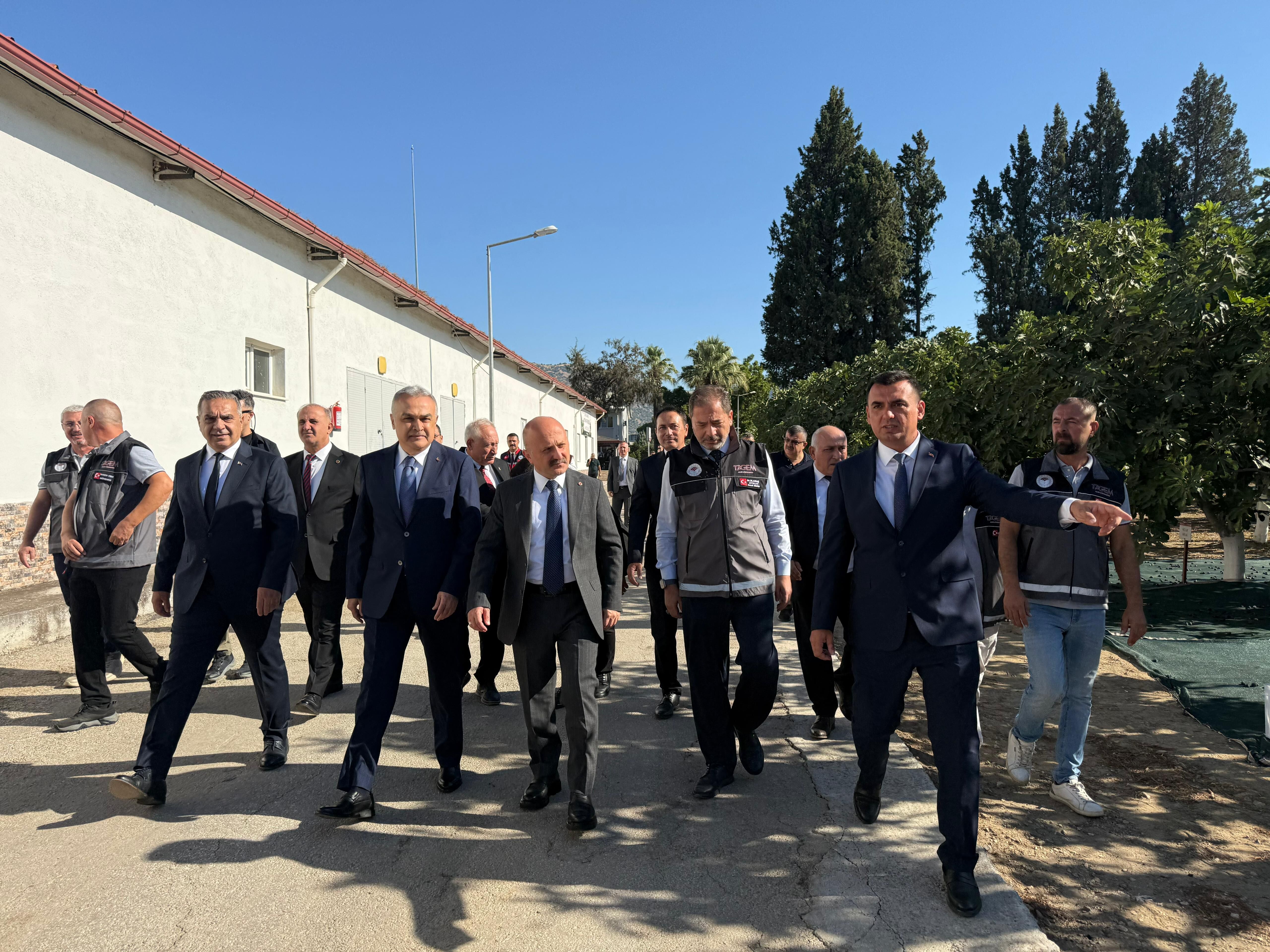 Bakan Yumaklı Aydın'da incir hasadına katıldı: İncirin önemine dikkat çekti