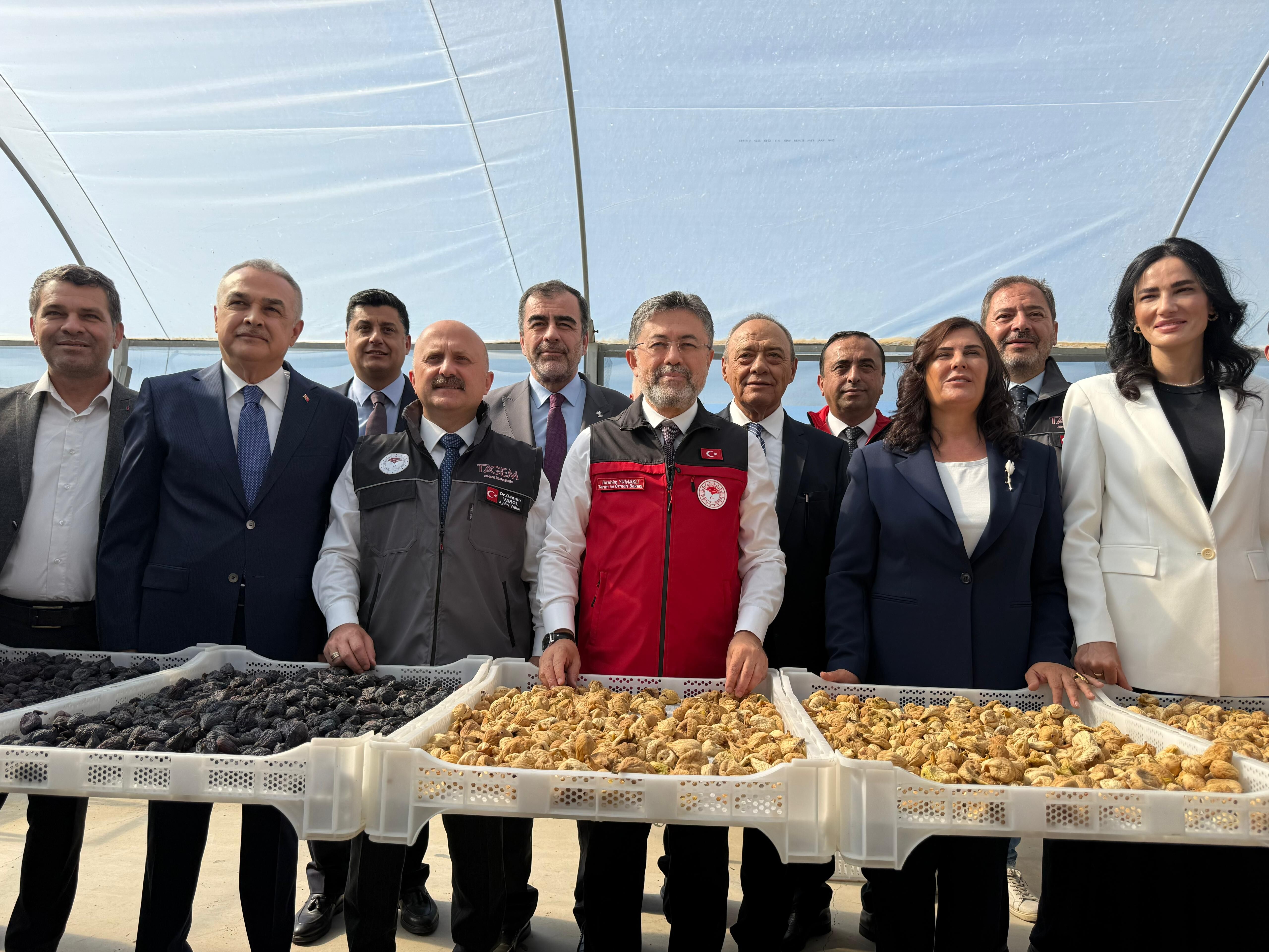 Bakan Yumaklı Aydın'da incir hasadına katıldı: İncirin önemine dikkat çekti