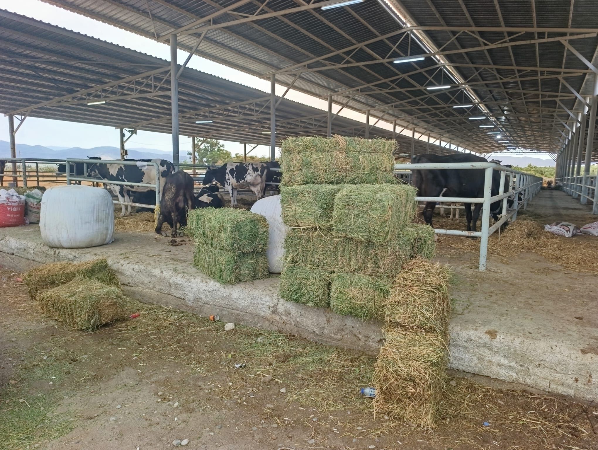 Çine’deki Yangın Bölgesinde Yörük Eli! Yangından Etkilenen Üreticiye Yem Desteği (1)