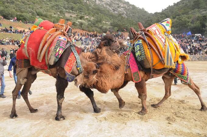 Deve güreşlerinde sezon öncesi flaş düzenleme: DEGÜF yeni kuralları açıklayarak uyardı