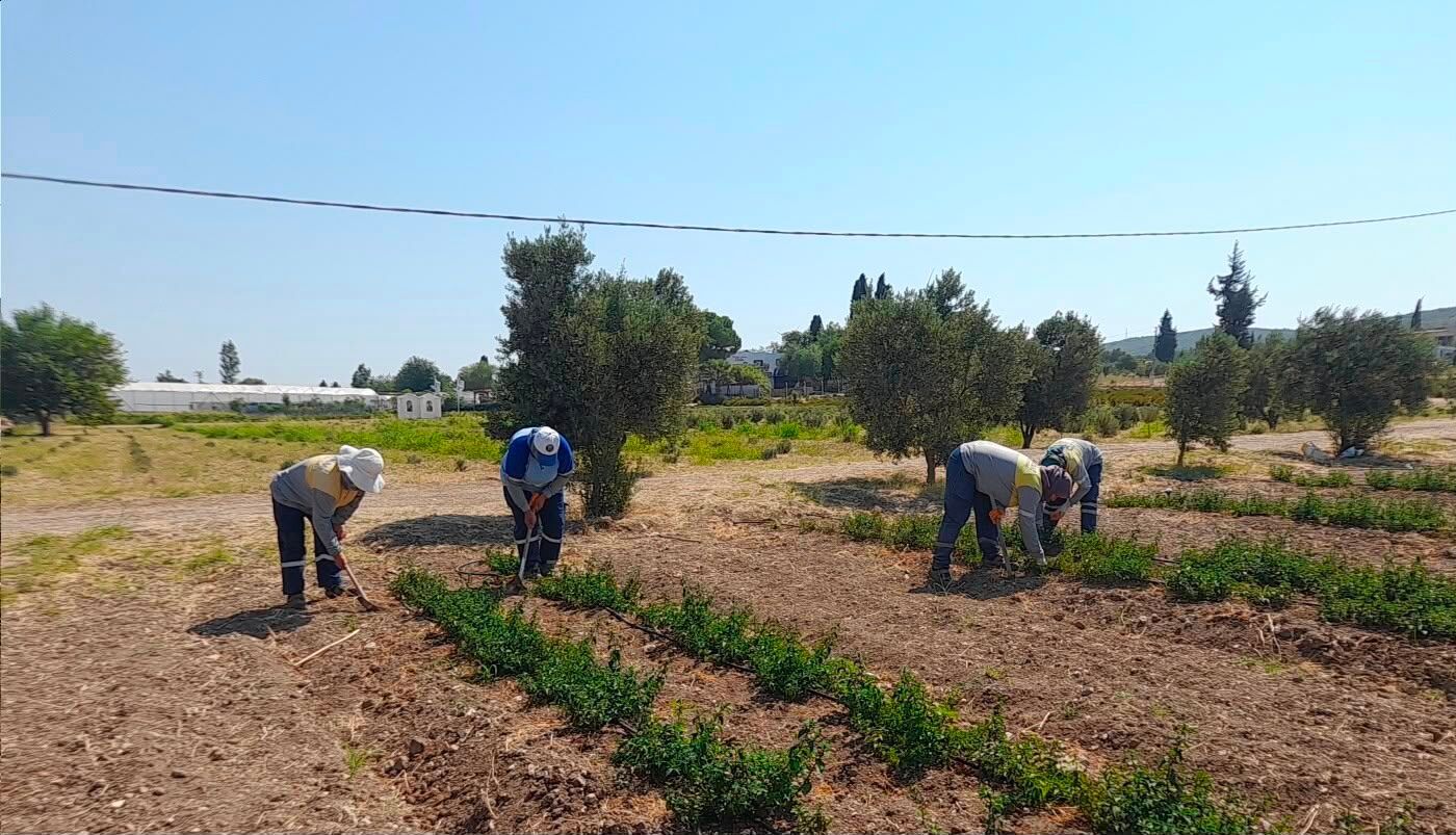 Didim Belediyesinden Topraktan Kente Uzanan Uretim 685286 A1400A