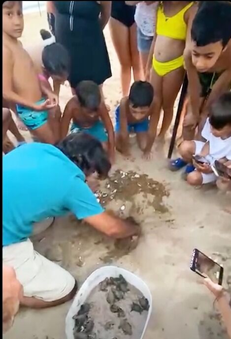 Didim’de caretta caretta yavruları denizle buluştu