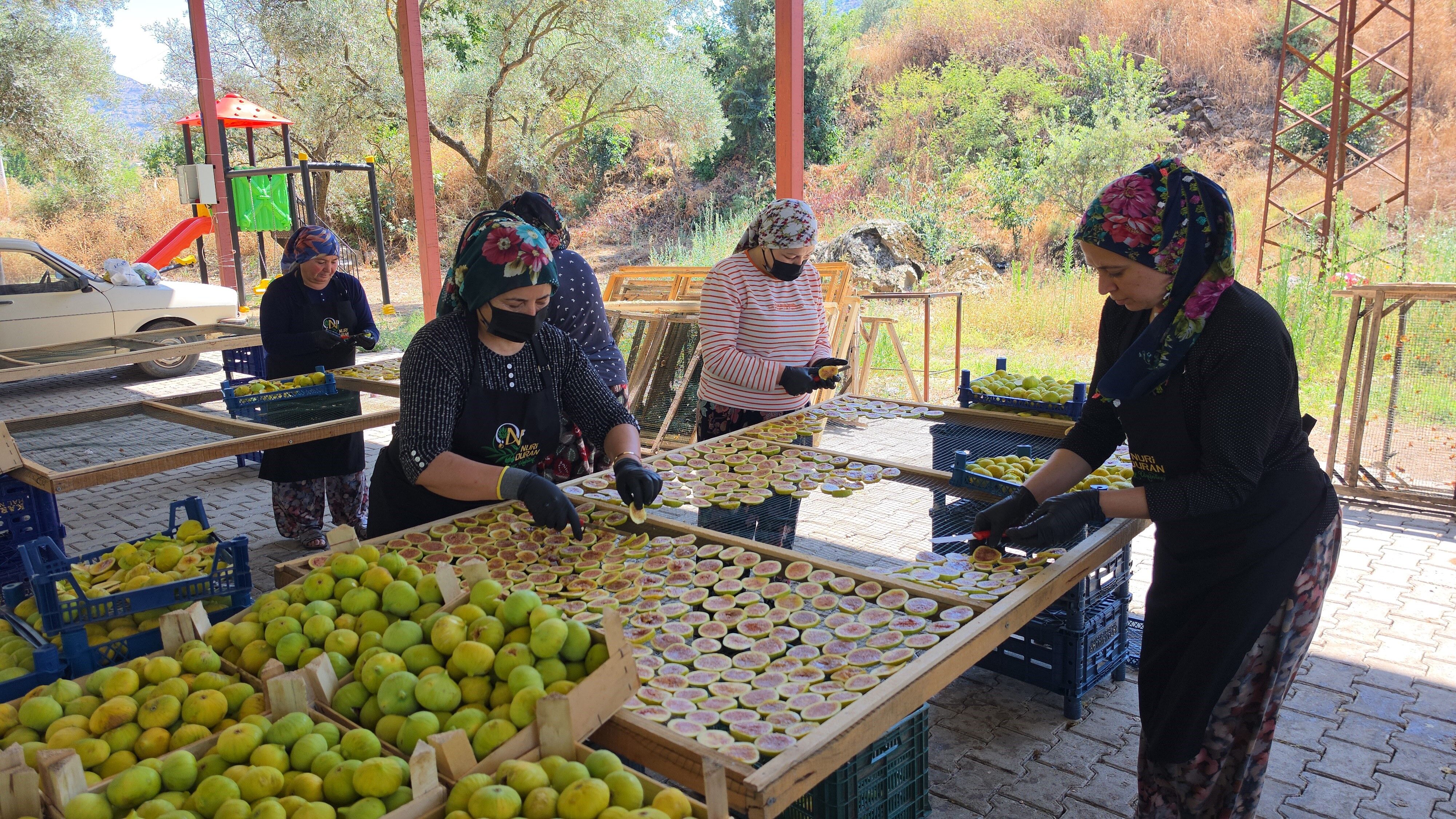 Gastronomi dünyasına Aydın’dan yeni trend: İncir cipsi