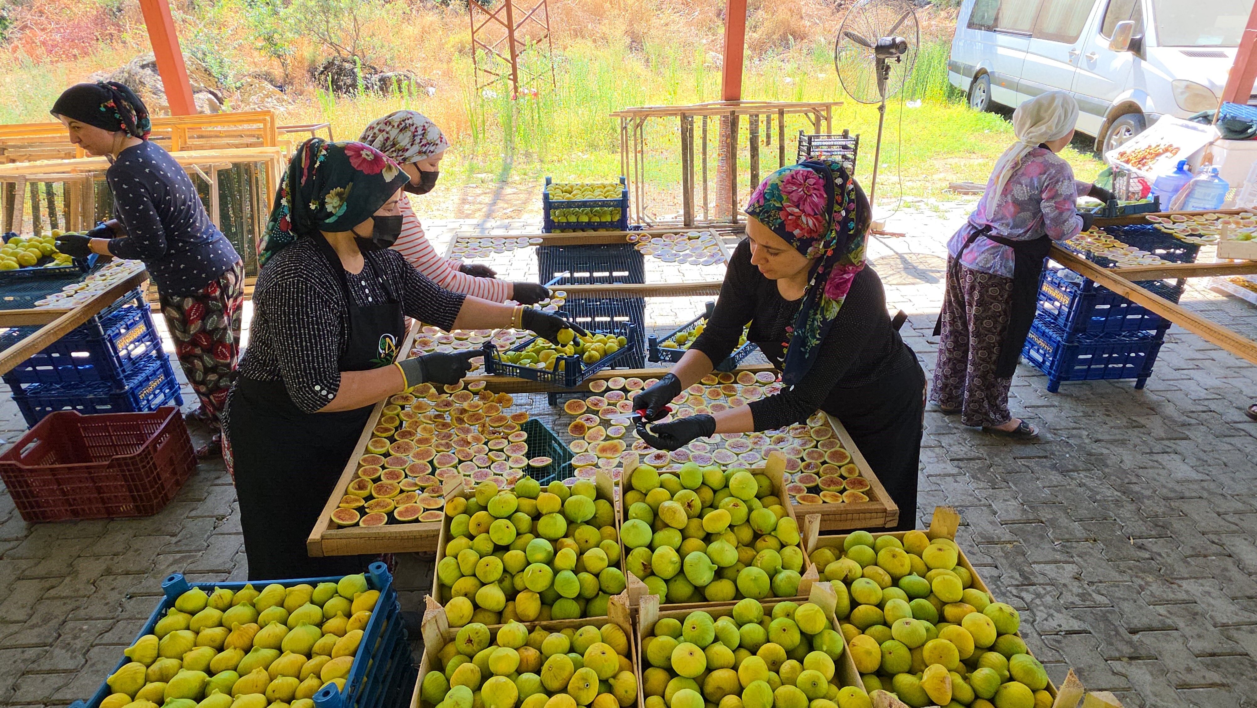 Gastronomi dünyasına Aydın’dan yeni trend: İncir cipsi
