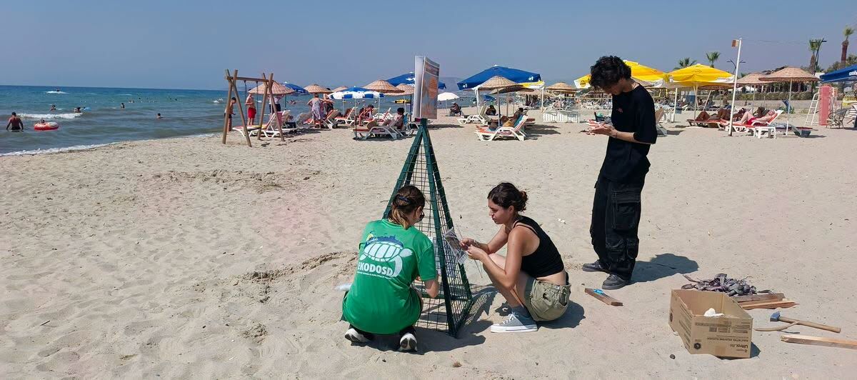Kuşadası plajında sevindirici ihbar: Caretta caretta’lar son yuvalarını bırakıyor