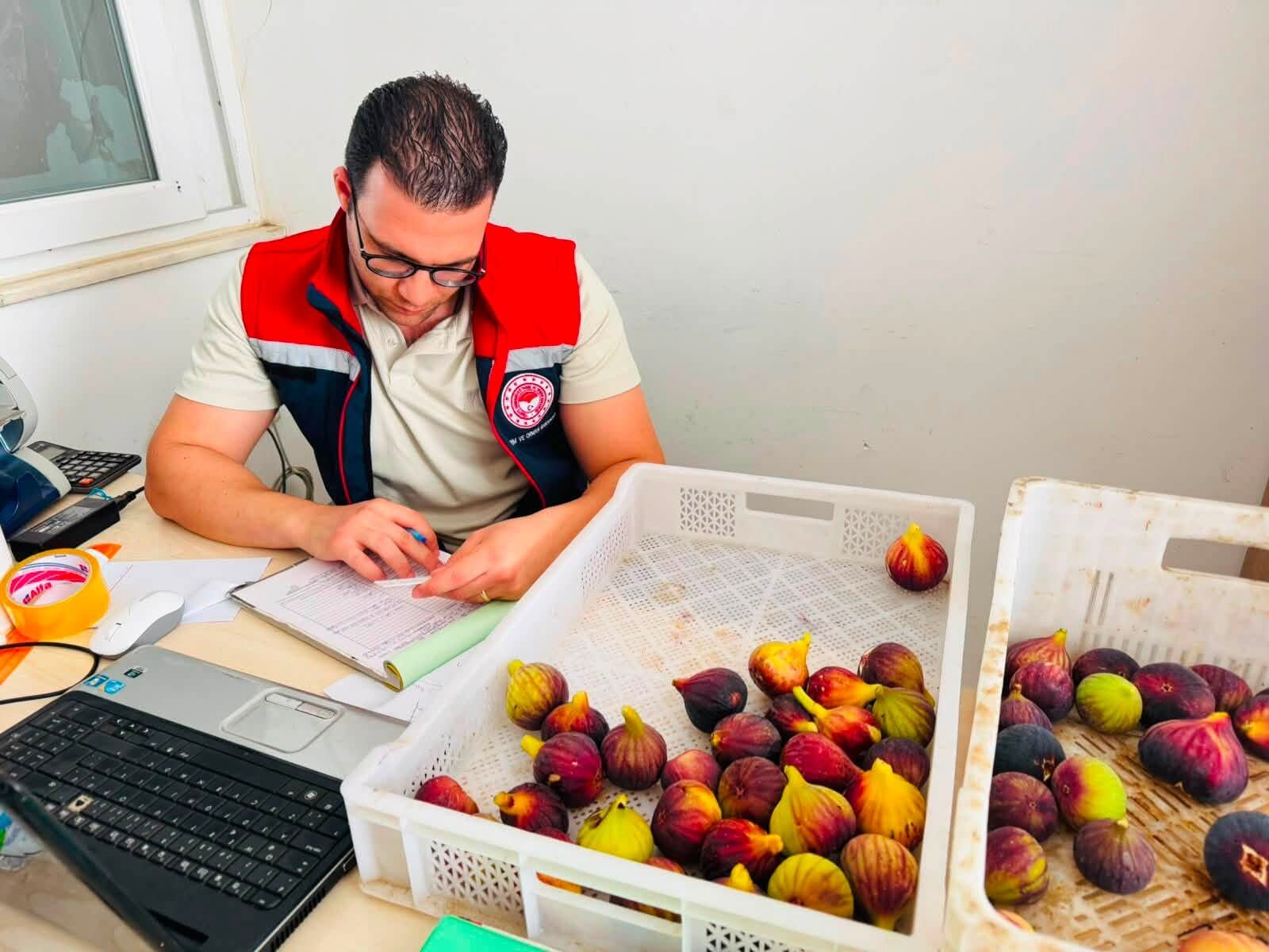 Nazilli incirine kalite denetimi Numuneler toplandı