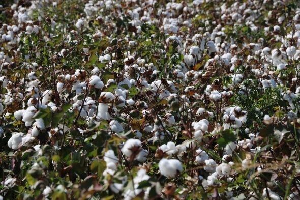 Söke Ovası’nda Pamuk Krizi! Sanayi Ve Tarımın Büyük Çöküşü (3)