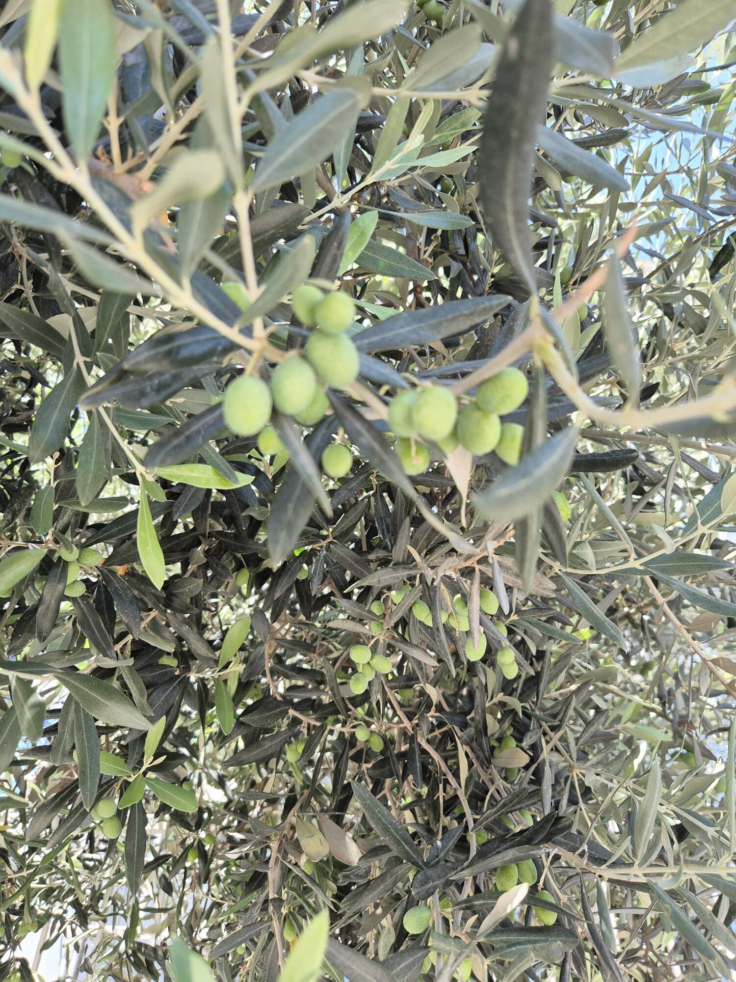 Söke’de Yemeklik Zeytin Üretimi Coştu Bin Tonun Üzerinde Alım Bekleniyor (2)