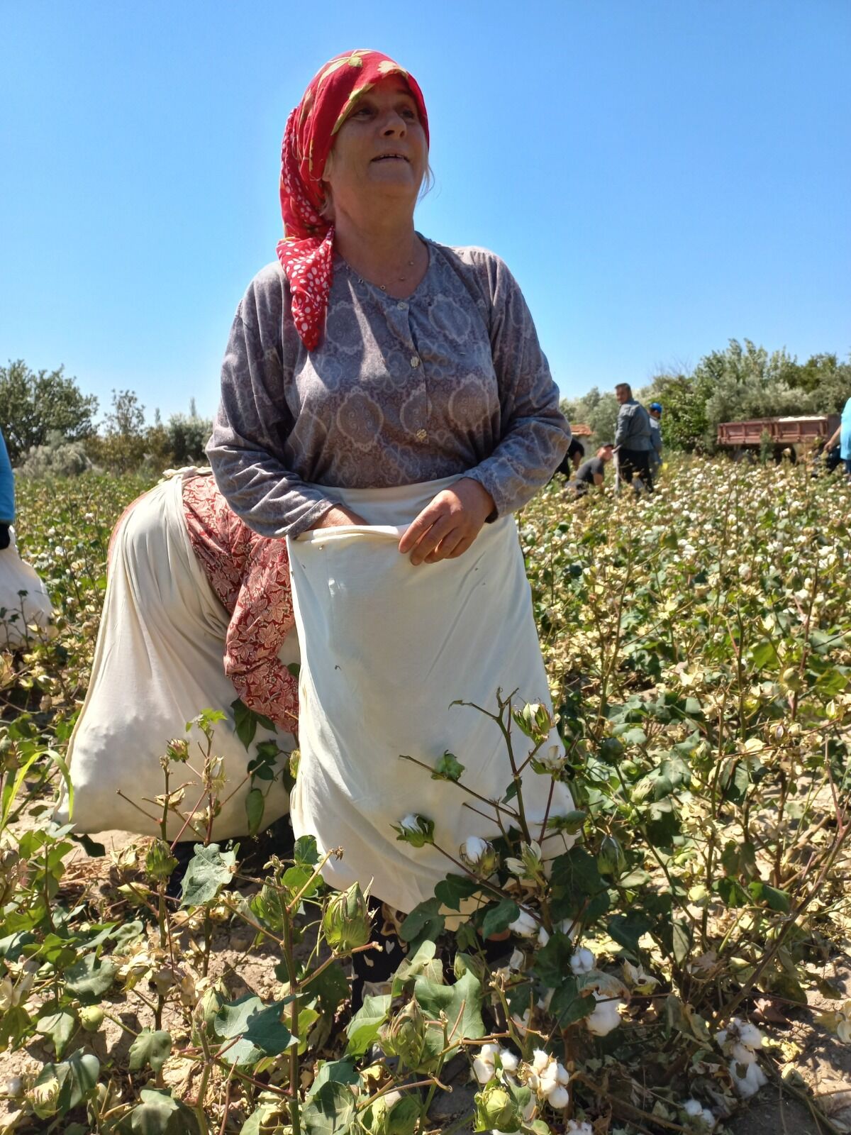 Sökeli Pamuk Satıcısının Gözü Fiyatta (1)