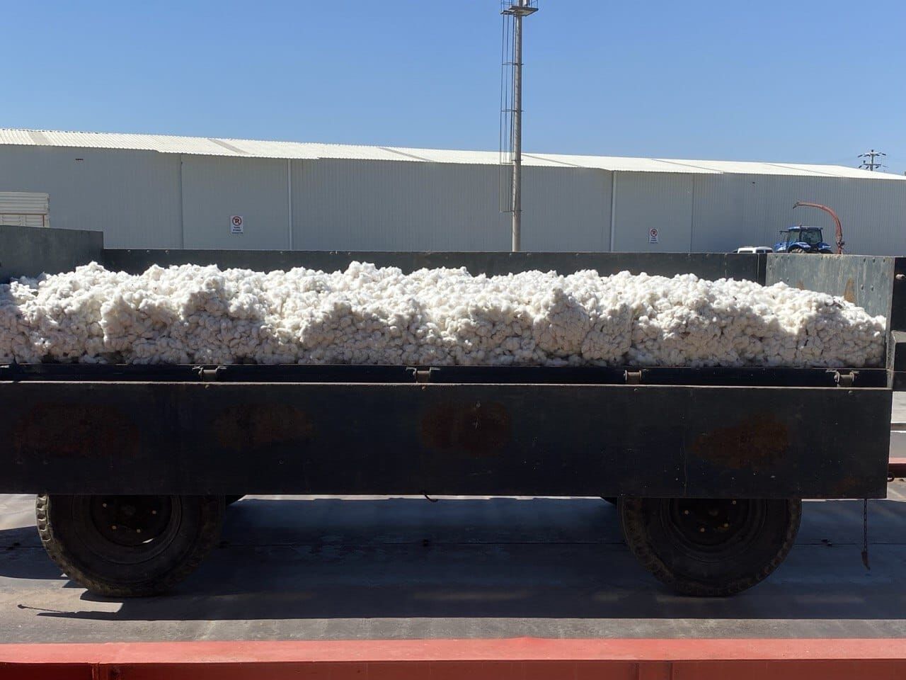 Aydın'da beyaz altın sezonu resmen başladı: TARİŞ ilk pamuğu 100 liradan aldı