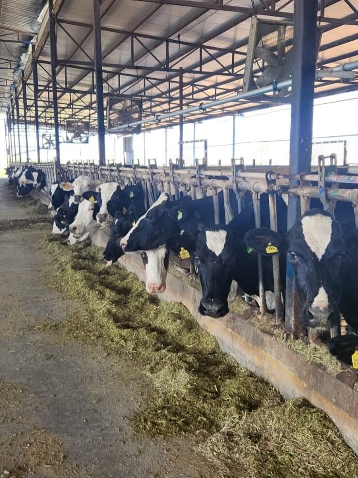 Aydın’daki Hayvanların Sağlığı Güvende İşletmeler Denetim Altında (1)