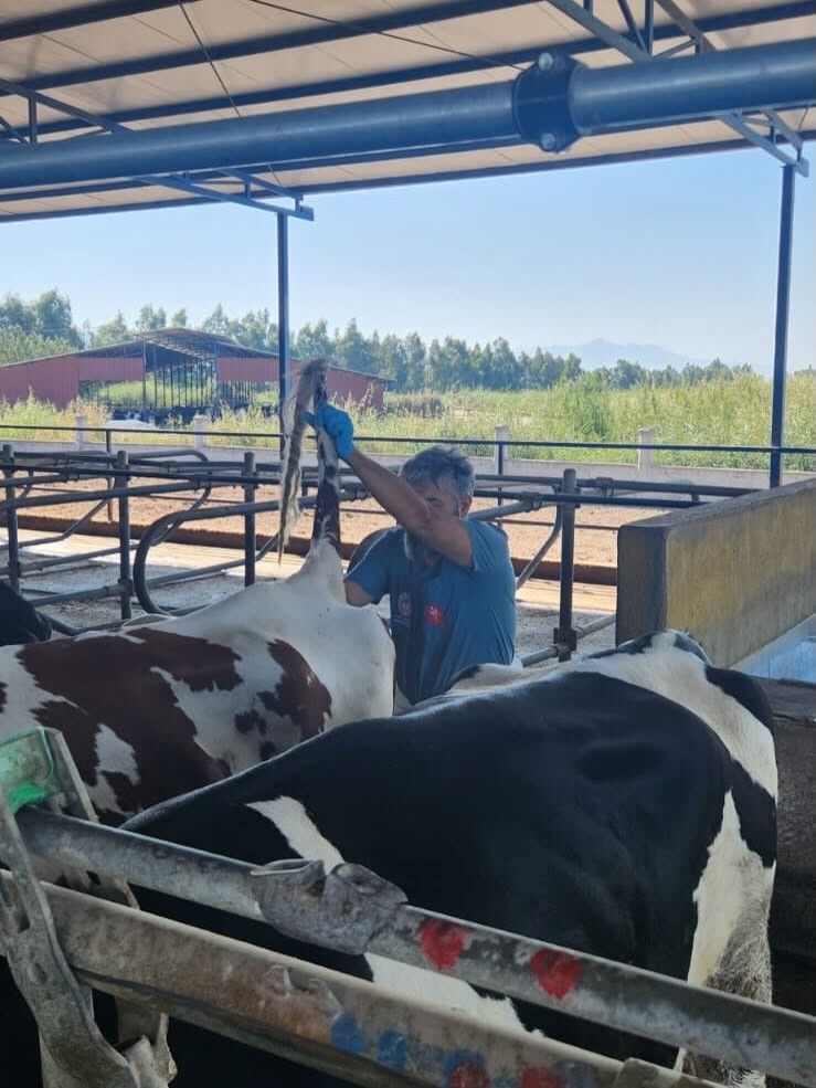 Aydın’daki Hayvanların Sağlığı Güvende İşletmeler Denetim Altında (3)