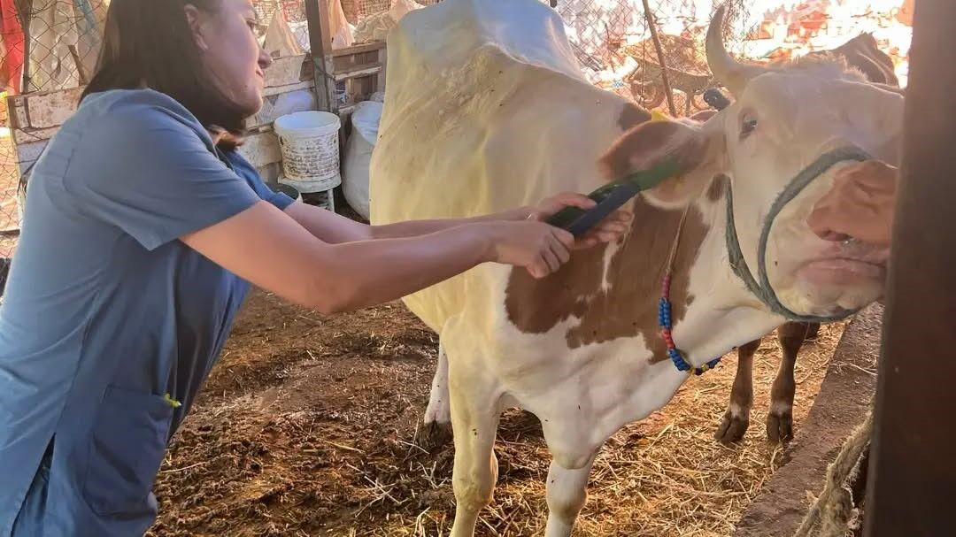 Aydın’daki tüm hayvanlar şapa karşı koruma altına alınacak