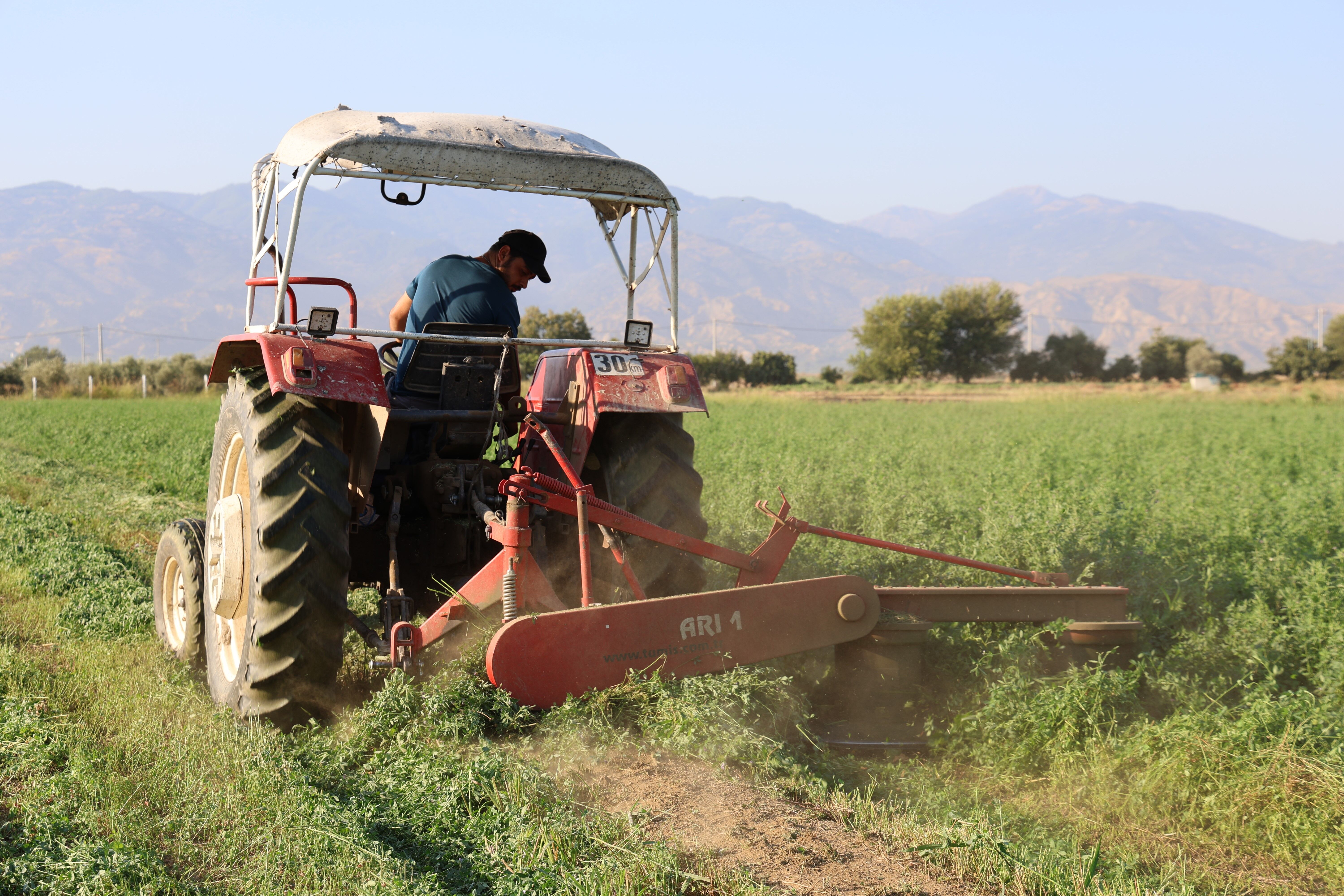 Aydın'daki Yağışlar Yonca Üreticisinin Yüzünü Güldürdü Verim 420 Kiloya Kadar Çıktı (2)