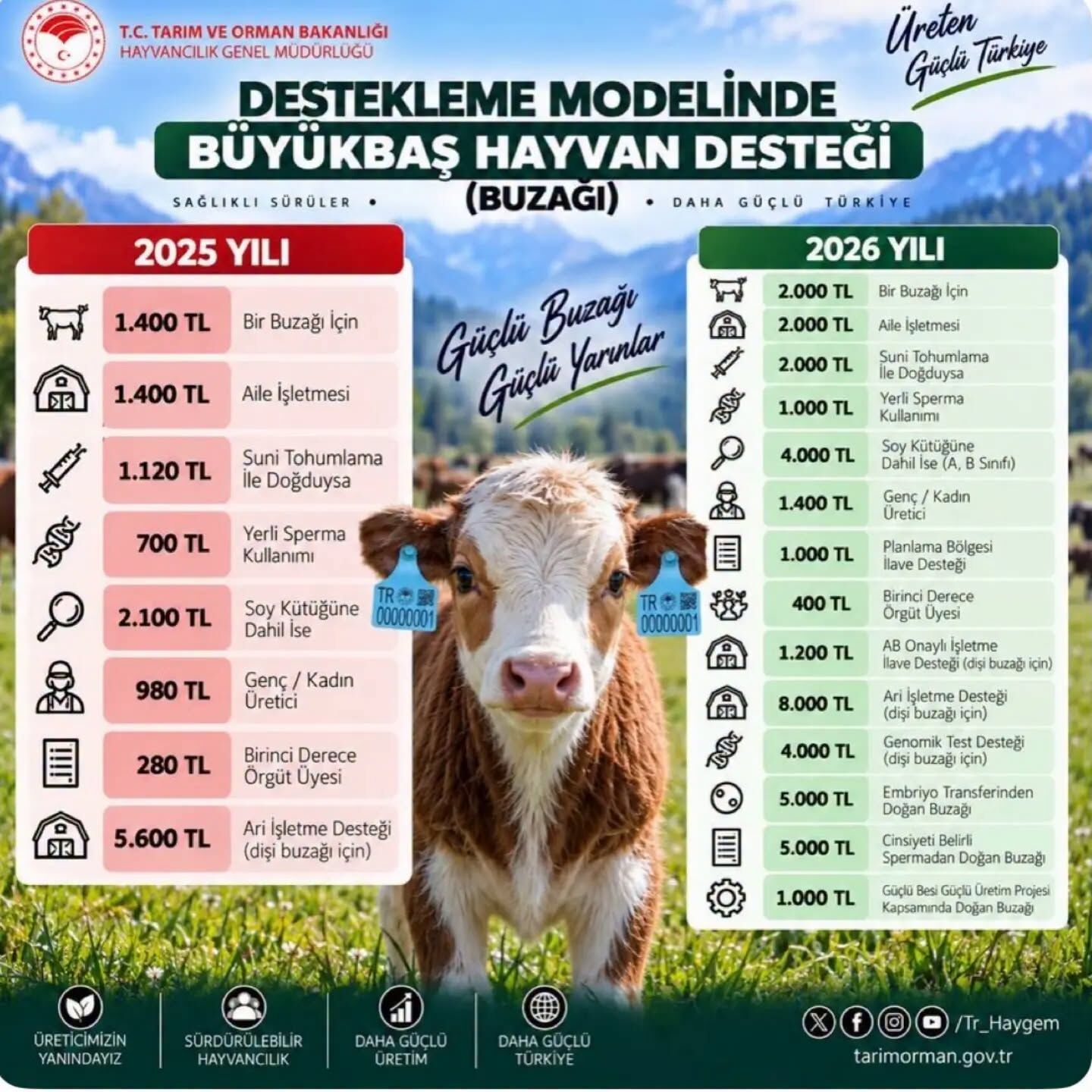 Aydınlı yetiştiricilere müjde! Hayvancılığa dev destek