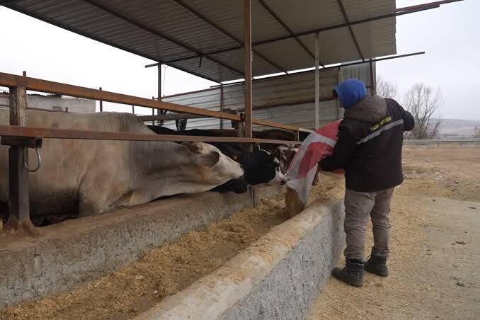 Aydınlı yetiştiricilere müjde! Hayvancılığa dev destek
