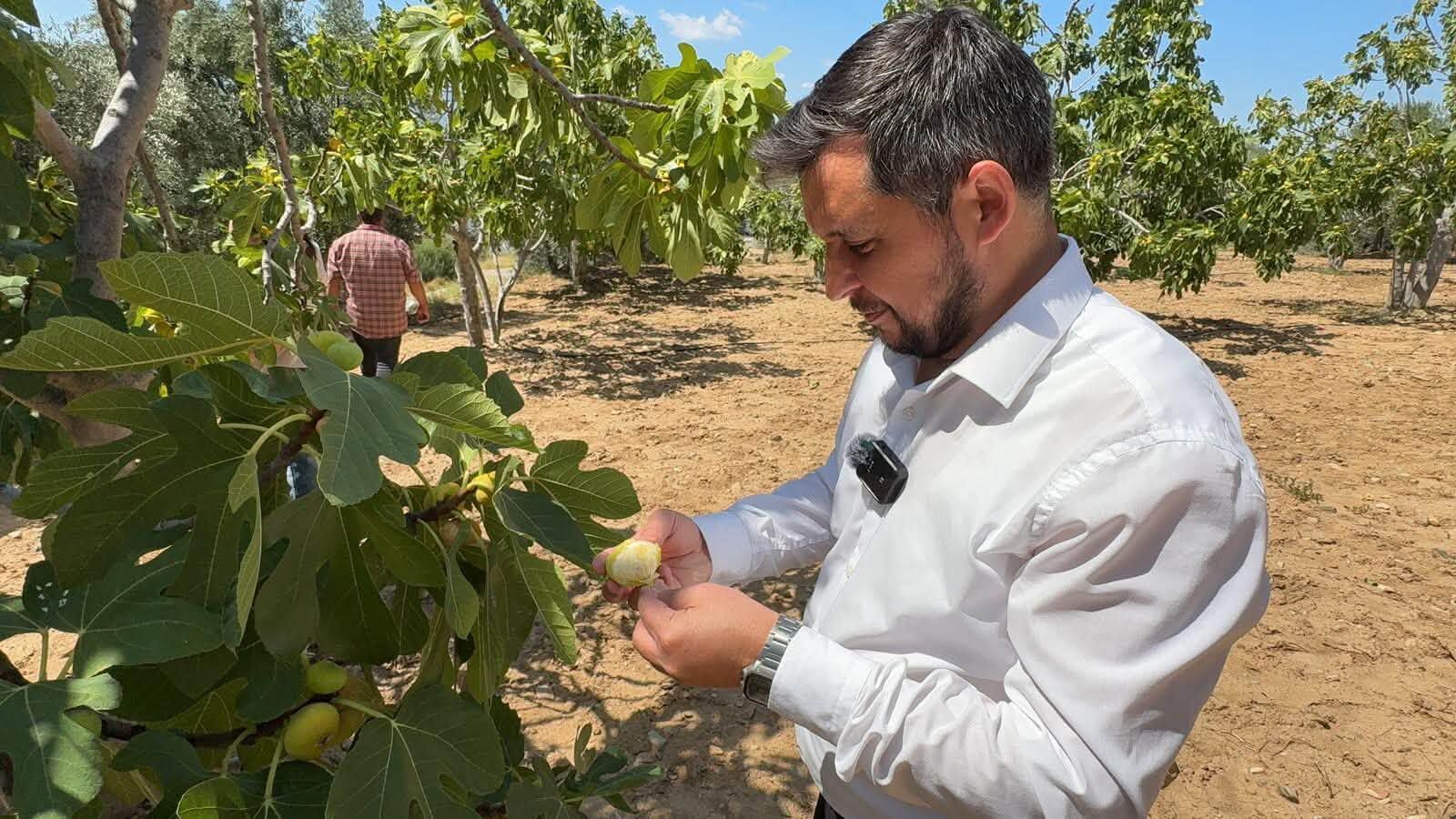 Bozdoğanlı Incir Üreticisinin Sorunları Meclis’e Taşındı (3)