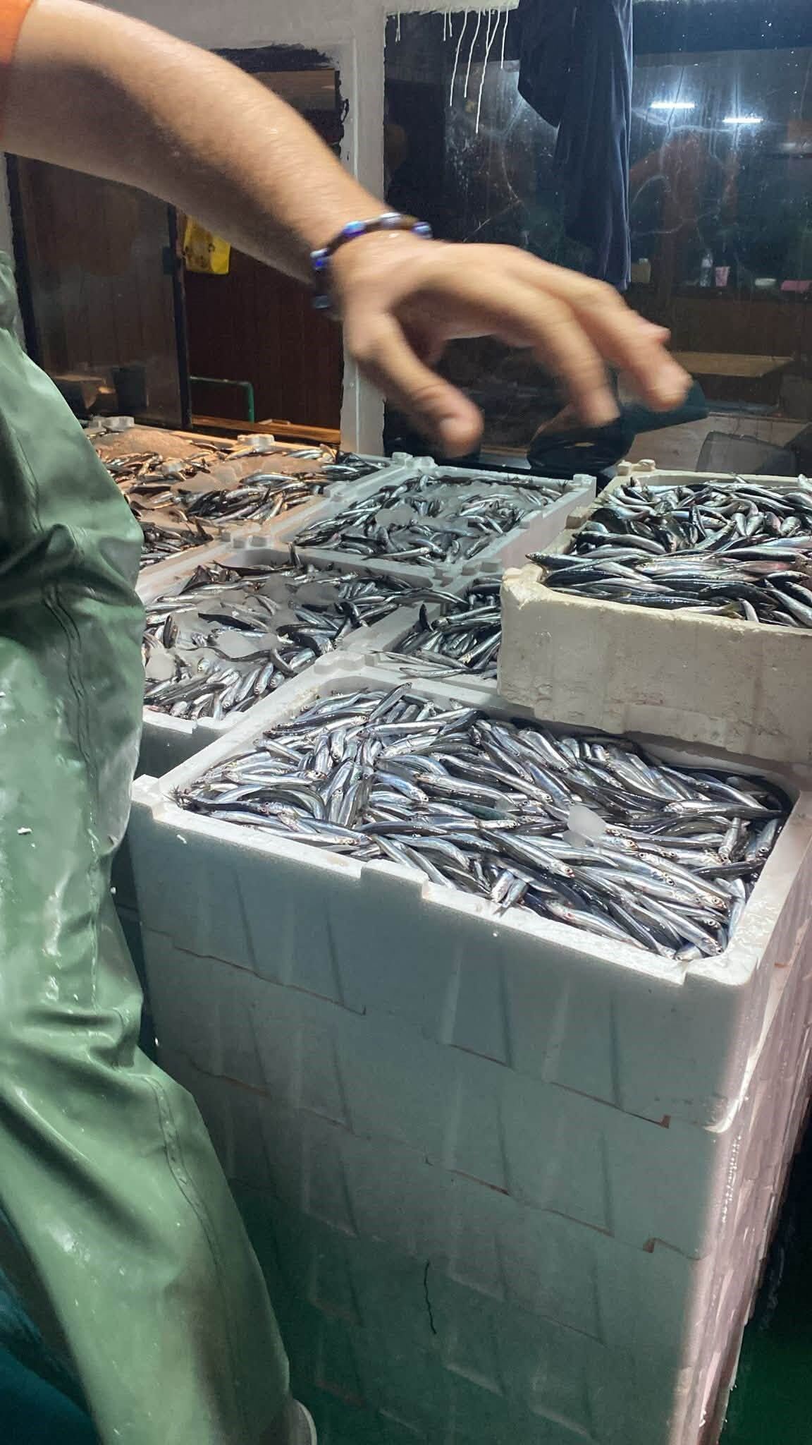 Didim'de Dev Gırgır Operasyonu! Hamsiler Santim Santim Ölçüldü! (3)