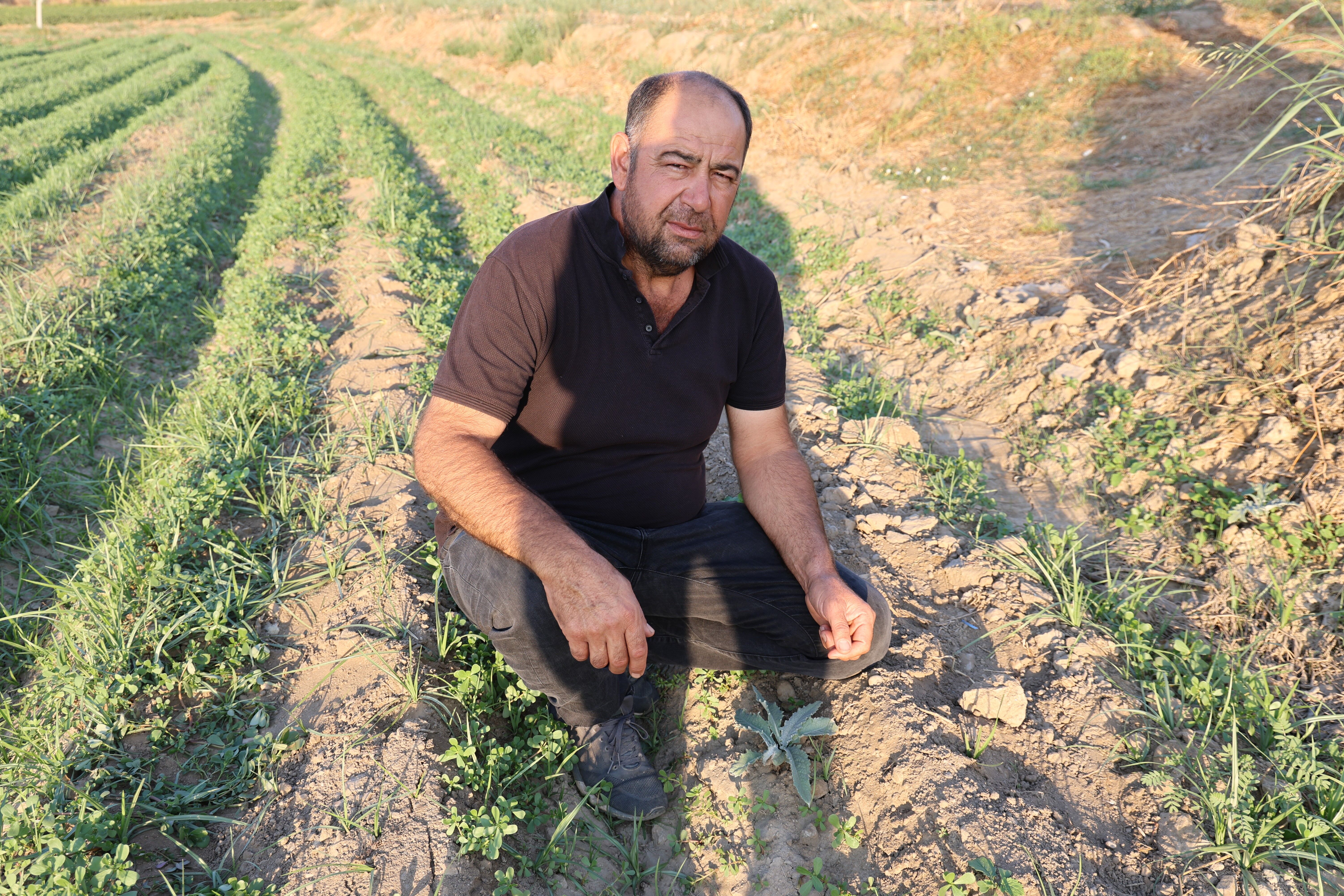 Aydın Enginarında yeni sezon hazırlığı başladı