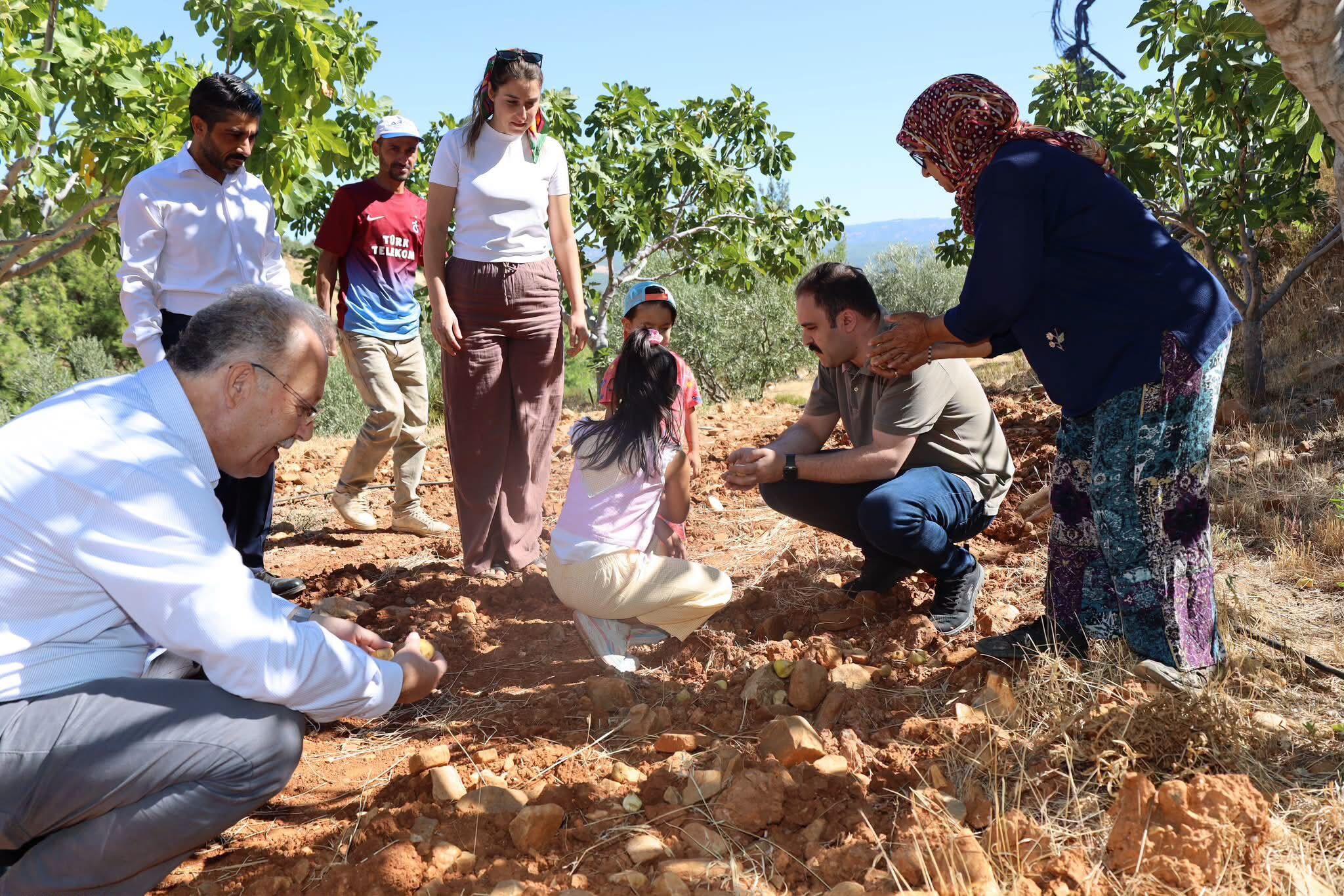 Karacasu’da incir hasadı mesaisi: Kaymakam Battal hasada katıldı