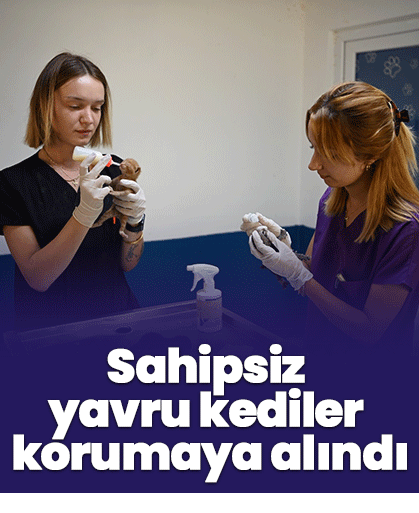Sahipsiz yavru kediler korumaya alındı
