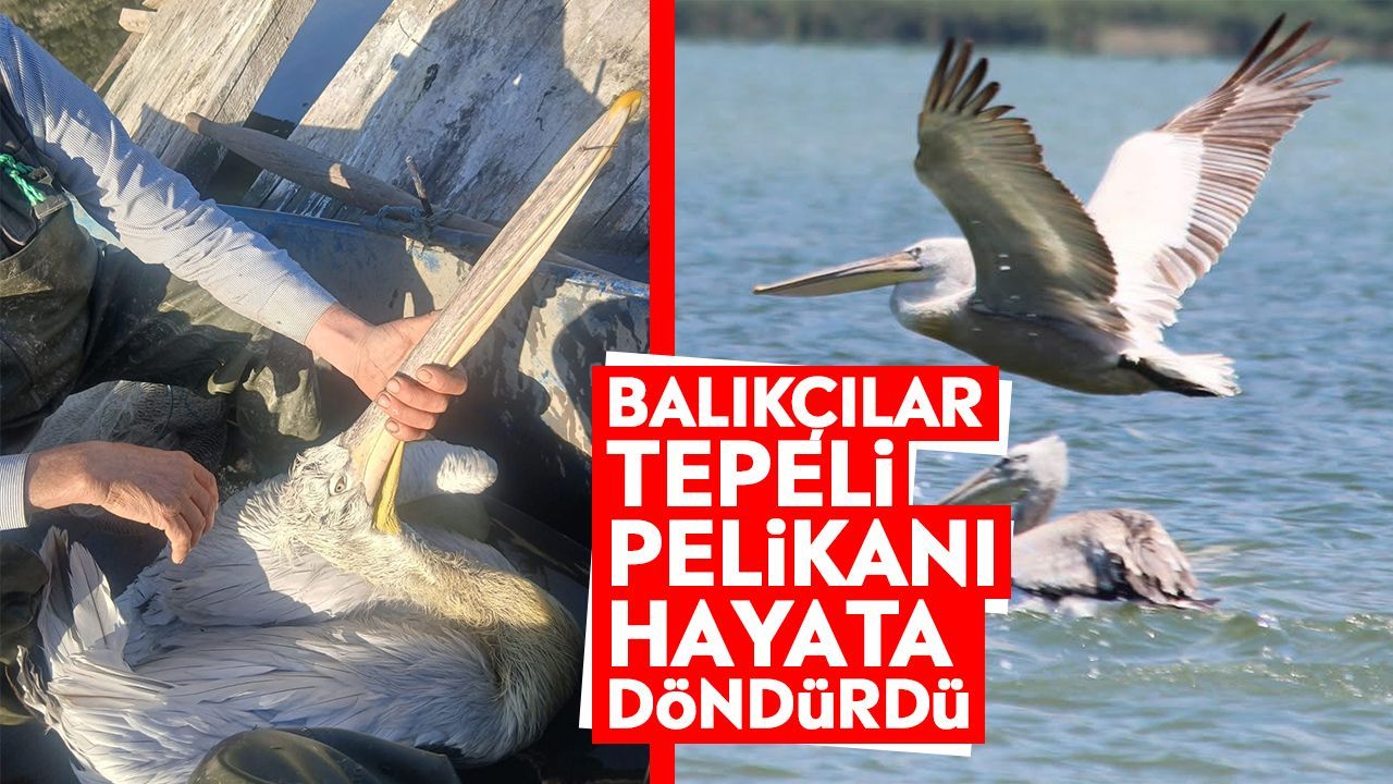 Tepeli Azap Gölü’nde misinaya takılan tepeli pelikan kurtarıldı