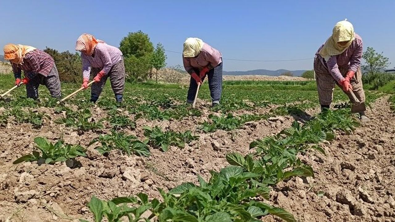 İncirliova’da çiftçiler borç batağında