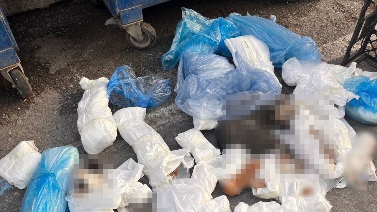 33 kedi ölü bulunmuştu: Gözaltına alınan veteriner hekim tutuklandı