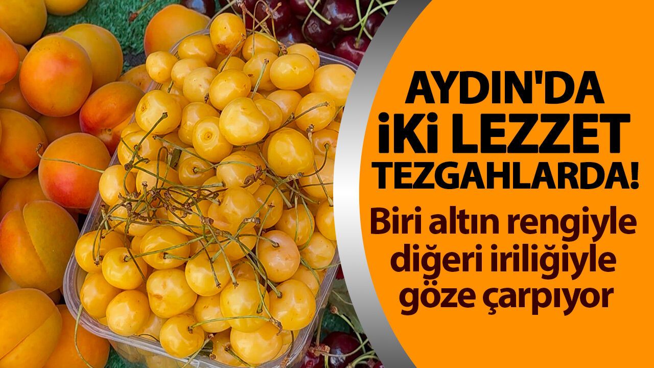 Aydın'da iki lezzet tezgahlarda! Biri altın rengiyle diğeri iriliğiyle göze çarpıyor