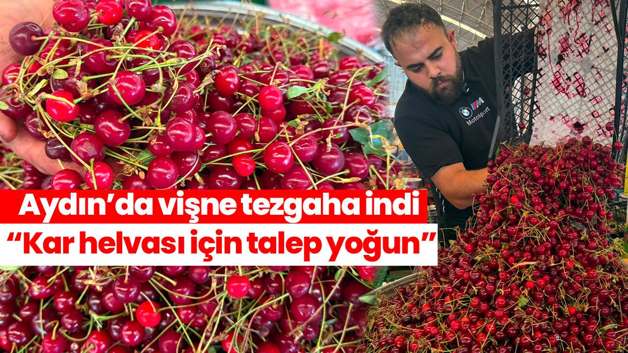 Aydın’da vişne tezgaha indi