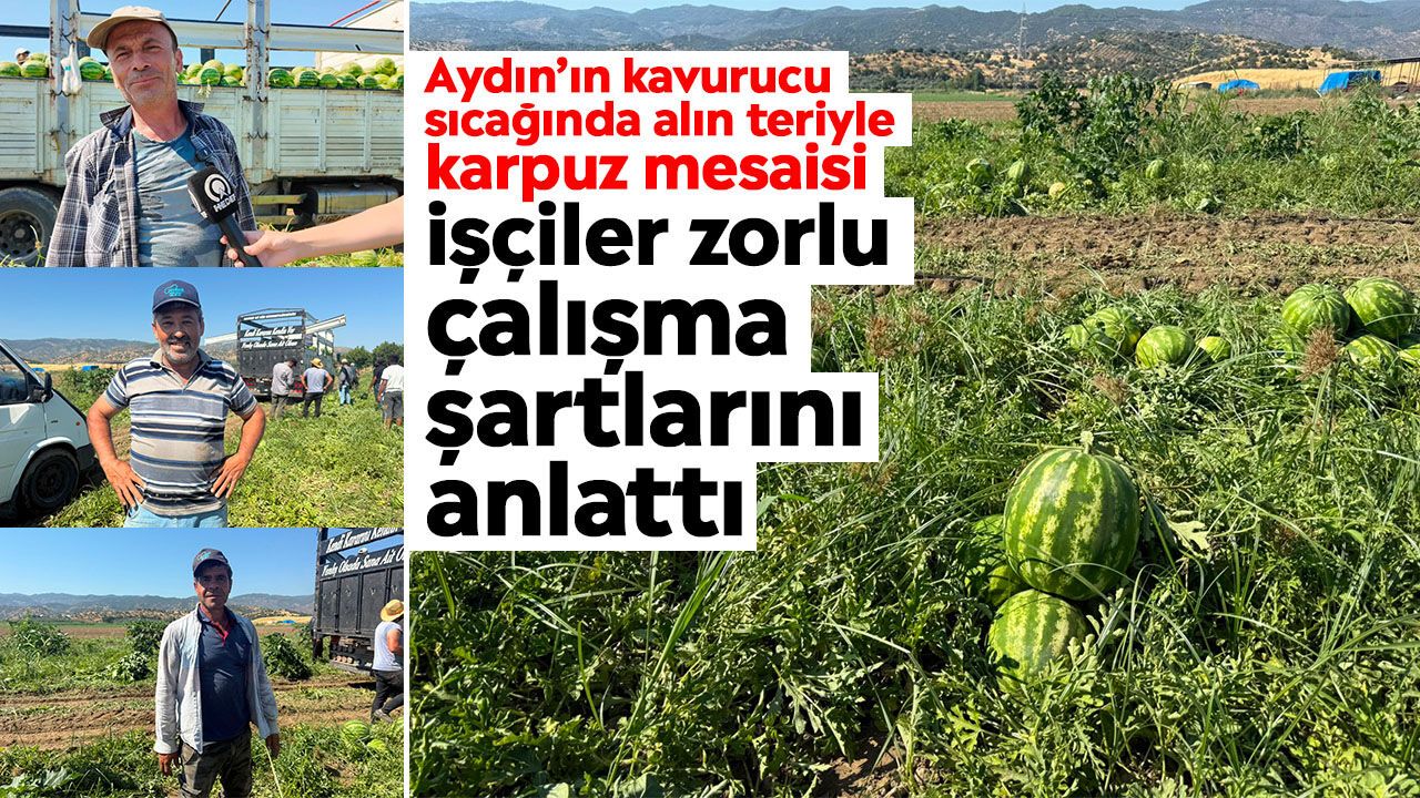 Aydın’ın kavurucu sıcağında alın teriyle karpuz mesaisi: İşçiler zorlu çalışma şartlarını anlattı