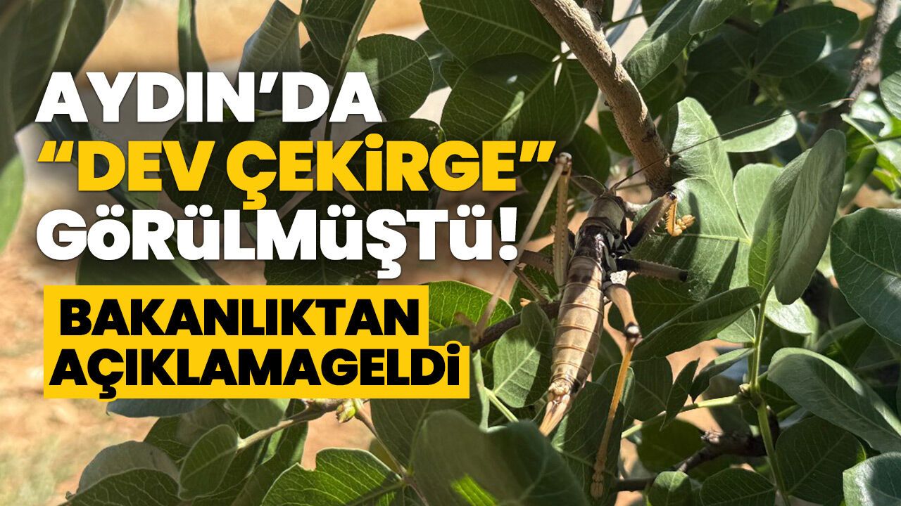 Aydın'da görülen "dev çekirge" görüntülerinin ardından Bakanlıktan açıklama geldi