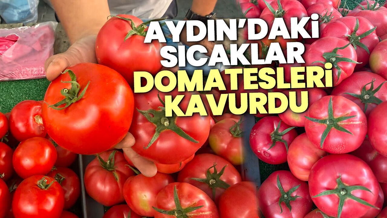Aydın'daki sıcaklar domatesleri kavurdu
