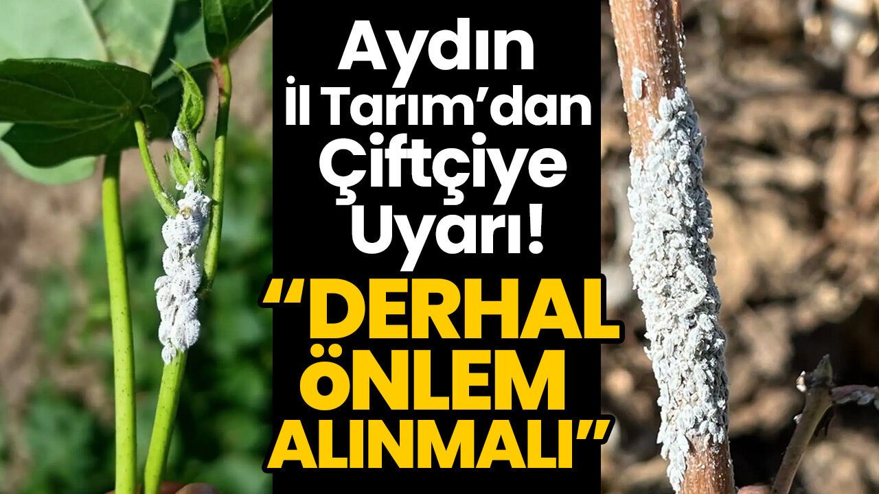 Aydın İl Tarım’dan Çiftçiye Uyarı! “Derhal Önlem Alınmalı”