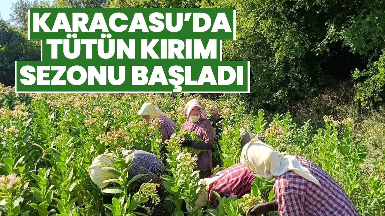 Karacasu’da tütün kırım sezonu başladı!