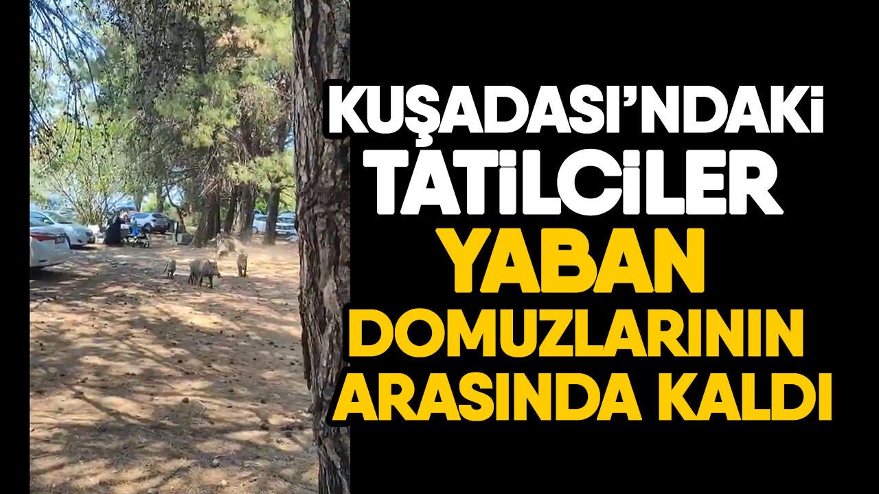 Kuşadası'nda tatilciler yaban domuzlarının ortasında kaldı