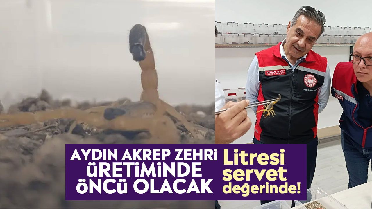 Aydın akrep zehri üretiminde öncü olacak: Litresi servet değerinde!