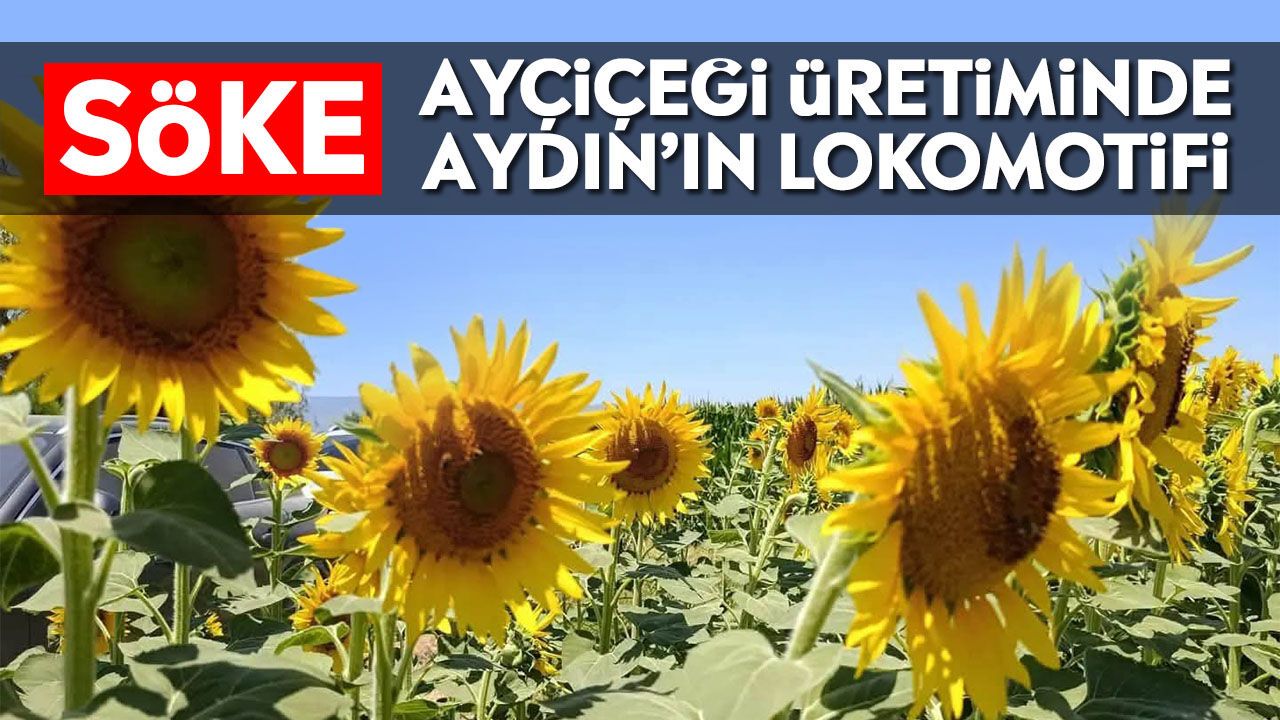 Söke, ayçiçeği üretiminde Aydın’ın lokomotifi