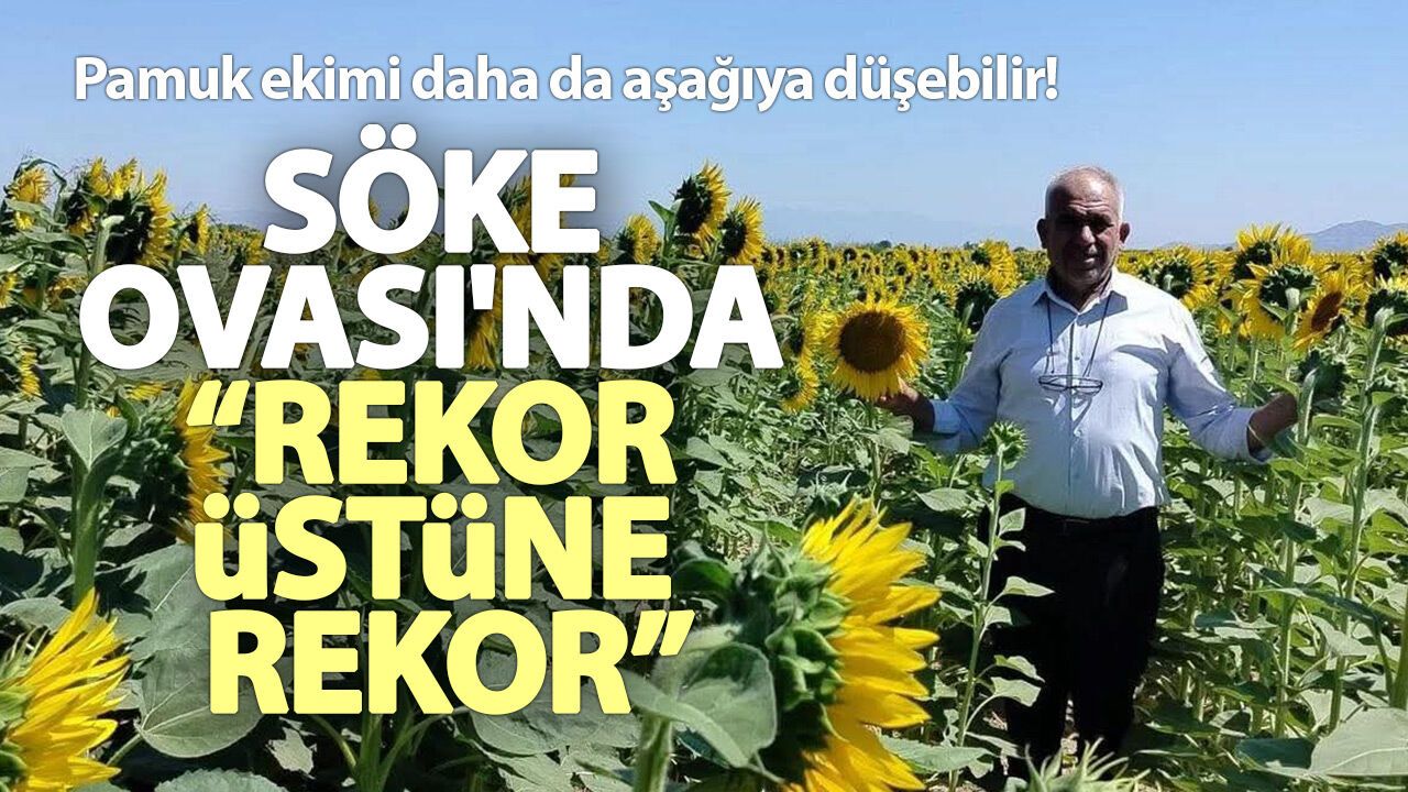 Pamuk ekimi daha da aşağıya düşebilir! Söke Ovası'nda “rekor üstüne rekor”
