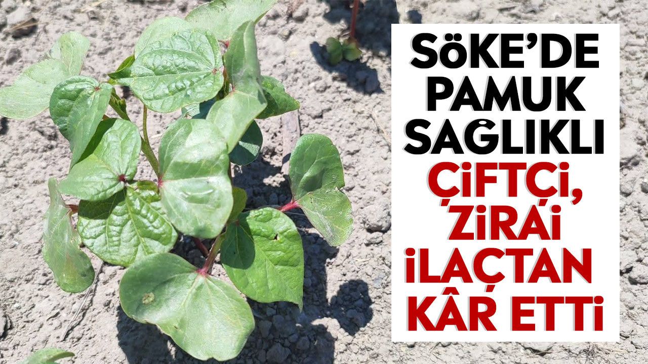 Söke'de pamuk sağlıklı: Çiftçi, zirai ilaçtan kâr etti