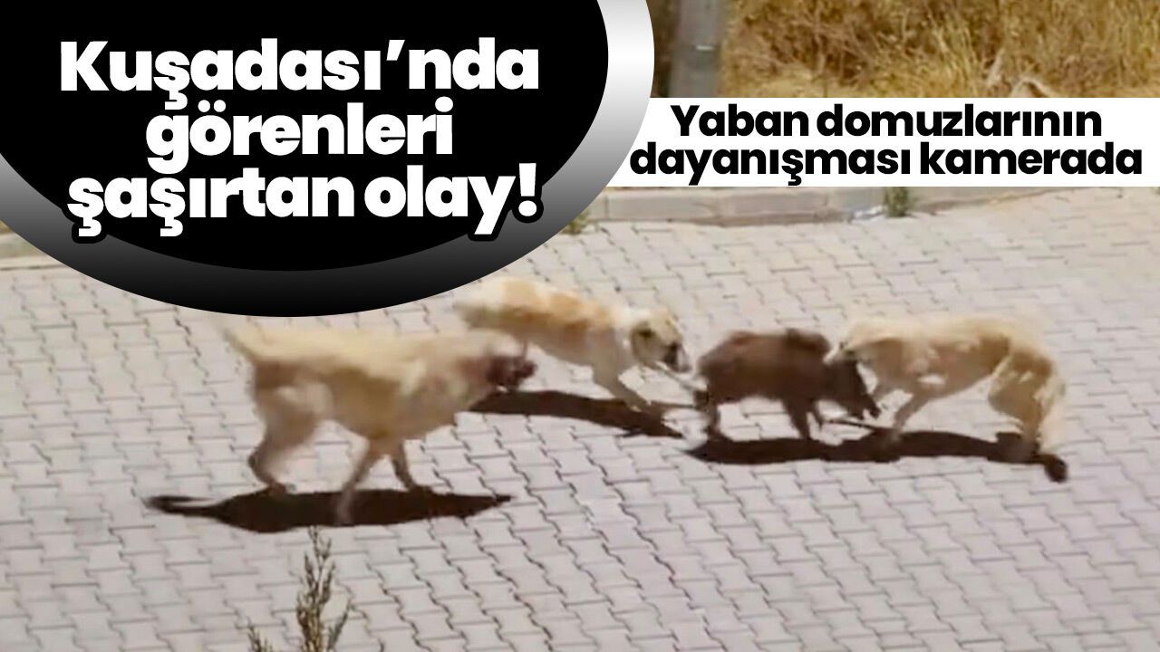 Kuşadası'nda yaban domuzu sürüsü, yavrusunu köpeklerden kurtardı