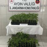 Aydın’da tarlada gizli üretime jandarma baskını! 174 kök kenevir ele geçirildi