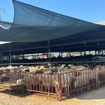 Aydın’da kurban pazarı alarm verdi
