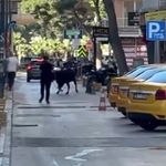 Sokakta panik anları! Ortalığı birbirine kattı