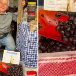 Aydın’ın komşusunda zeytinin fiyatı dudak uçuklattı
