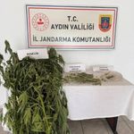 Aydın’da jandarmadan kenevir baskını! Ev ve bahçede yok yok