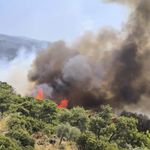 Aydın'da orman yangınlarına karşı bu hayvanlar şart