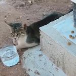 Aydın’daki kedi ‘nankör’ iddiasını çürüttü! Vefat eden sahibinin mezarından ayrılmıyor
