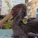 Çavdar’lı Esma ana Karaleyleği kurtardı