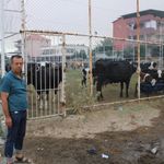 Çine’de orman yangını 20’nci saatinde! Tahliye edilen hayvanlar halı sahada koruma altına alındı